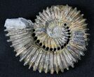 Aegocrioceras Ammonite - Germany #31379-1